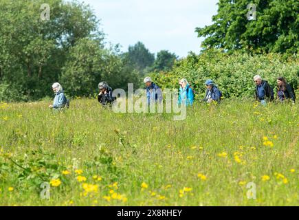 Eton Wick, Windsor, Großbritannien. Mai 2024. Es war ein schöner sonniger Tag in Eton Wick, Windsor, Berkshire, als Spaziergänger unterwegs waren und die ländliche Landschaft genossen. Quelle: Maureen McLean/Alamy Live News Stockfoto