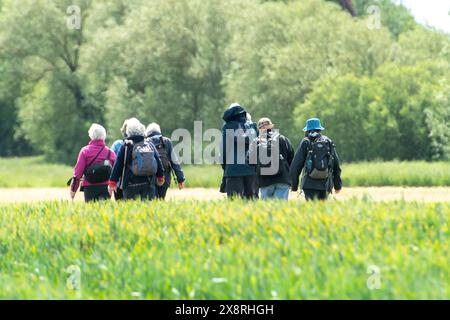 Eton Wick, Windsor, Großbritannien. Mai 2024. Es war ein schöner sonniger Tag in Eton Wick, Windsor, Berkshire, als Spaziergänger unterwegs waren und die ländliche Landschaft genossen. Quelle: Maureen McLean/Alamy Live News Stockfoto