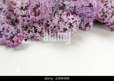 Lilafarbene Blüten auf weißem Hintergrund. Federtapete, Kopierraum. Stockfoto