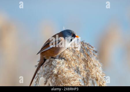 Diese Art ist ein Feuchtgebiet-Spezialist, das kolonial in großen Schilfbeeten an Seen oder Sümpfen brütet. Er isst Schilfläuse im Sommer und Samen im Winter Stockfoto
