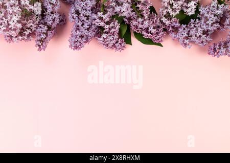 Ansicht von oben auf lila Blumen auf rosafarbenem Hintergrund. Federtapete, flach, Kopierraum. Stockfoto