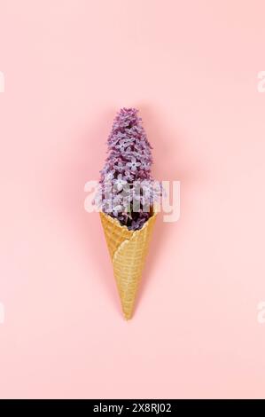 Ansicht von oben auf lila Blumen auf rosafarbenem Hintergrund. Kreative Eiscreme Waffelkegel. Frühlings- und Sommertapete, flach, Kopierraum. Stockfoto