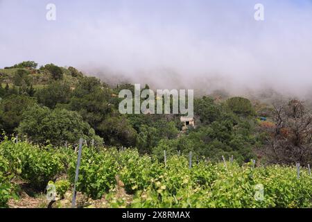 Landschaft in Hügeln in der Nähe der Mittelmeerküste in Südfrankreich mit Weinkellerei unter Bäumen in der Nähe von Weinbergen mit sichtbarem Nebel durch tr Stockfoto