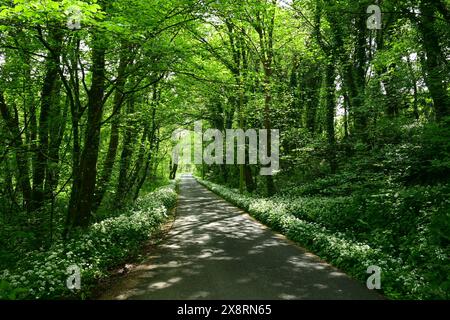 Kleine Straße mit Knoblauch und Bäumen nach ab Mawr, Pembrokeshire, Wales. Stockfoto