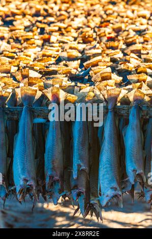 Fischreihen hängen auf traditionellen Trockenregalen in Lofoten, Norwegen, und fangen die kulturelle Praxis der Konservierung von Meeresfrüchten mit natürlichen Methoden ein. Stockfoto