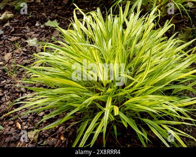 Hakonechloa macra oder japanisches Waldgras, das Ziergras kaskadiert. Hakone Ziergras hellgrün buntes Laub. Bambus wie Bunc Stockfoto