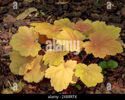 Heuchera Zierblattpflanze. Alumwurzsorte mit dekorativen Aprikosenblättern. Korallenglocken Bodenabdeckung. Stockfoto