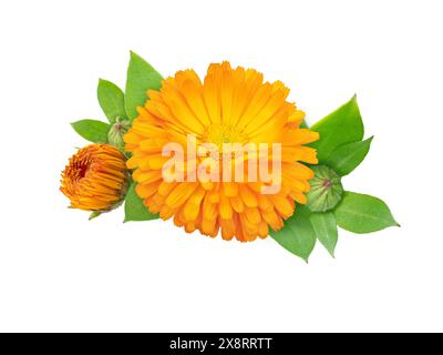 Die blühende Heilpflanze der Ringelblume. Calendula officinalis leuchtend orange Blüten, Knospen und Blätter, isoliert auf weiß. Stockfoto