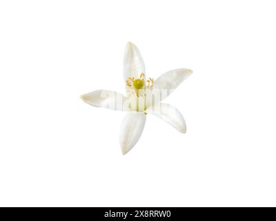 Orangenblüte isoliert auf weiß. Weiße Calamondin-Zitrusblüte. Fleur d'oranger blühen. Nach Neroli duftende Blüte. Wunderschöner Flor de azahar. Stockfoto
