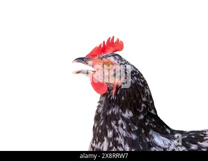 Schwarz-weiß gesprenkelte Hühner isoliert auf weiß. Weibliches Huhn. Gallus gallus domesticus. Bunte Aussparung für das Junghennen. Stockfoto