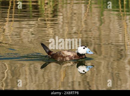 Männliche Weißkopfente und ihre Reflexion im Teich, Tablas de Daimiel National parl, Spanien Stockfoto