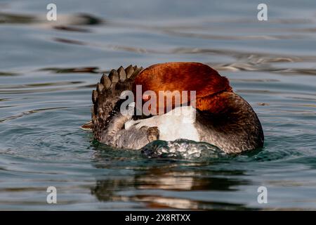 Gewöhnliche Pochard-Pflege selbst, Genfer See, Leman See, Schweiz Stockfoto