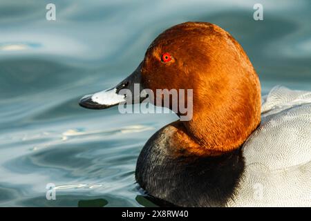 Porträt von Pochard, Genfer See, Leman See, Schweiz Stockfoto