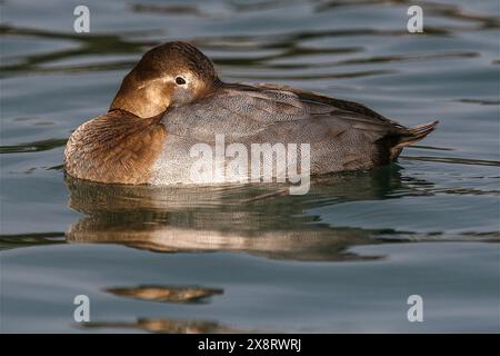 Weibliche Pochard, Genfer See, Leman See, Schweiz Stockfoto