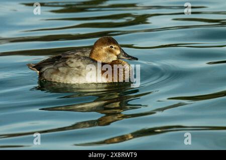 Weibliche Pochard, Genfer See, Leman See, Schweiz Stockfoto