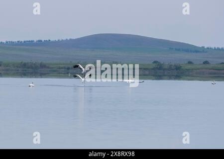 Wunderschöne große dalmatinische Pelicaner leben am Quellsee Sorbulak in Almaty, Kasachstan. Diese Vögel sind im Roten Buch aufgeführt. Stockfoto