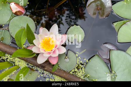 Seerosen im Gartenteich Stockfoto