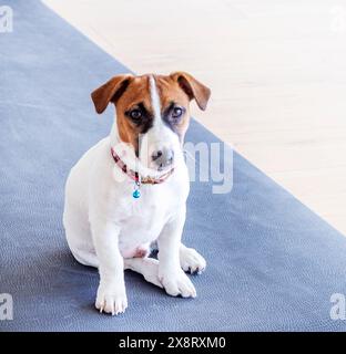 Der wunderschöne Jack Russell Terrier-Welpe sitzt auf einer Sportmatte vor einer Lektion. Gesunder Lebensstil Stockfoto