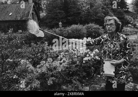 Aktuell 24-1-1973 : Hun lar humla suseKonservator, dr. philos Astrid Løken er blitt vår fremste humleekspert. Hun har studert 56 700 humler og har tatt doktorgraden på dem. Insekthov og kartotekkort har vært viktige hjelpemidler unter samlerarbeidet, ihr i Bergen-universitetets botaniske hage. Foto: Svein Kløvig / aktuell / NTB ***FOTO IKKE BILDEBEHANDLET*** dieser Bildtext wird automatisch übersetzt Stockfoto