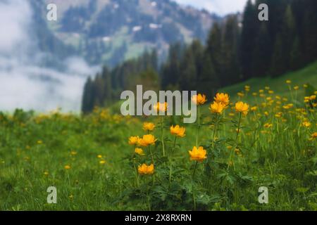 Orangenblüten der asiatischen Doppel-Butterblume, Blüte oder Trollius asiaticus oder Trollblume auf der Frühlingswiese in der Nähe des Waldes in frühlingshaften Bergen. Stockfoto