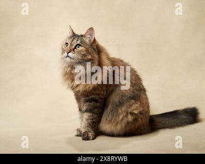 Eine majestätische flauschige Tabbykatze sitzt anmutig und blickt mit großem Interesse nach oben. Haustier im Studio Stockfoto