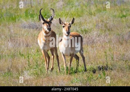 Antilocapra americana) Bock und Reh, die auf einem Feld in der Nähe von Alturas California, USA, stehen. Stockfoto