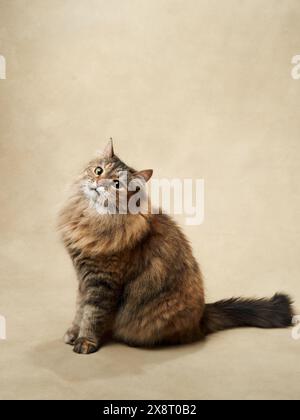 Eine majestätische flauschige Tabbykatze sitzt anmutig und blickt mit großem Interesse nach oben. Haustier im Studio Stockfoto