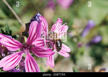 APIs mellifera-Biene auf Malva sylvestris-Blüte, Pflanze, die in der Kräutermedizin für Hals und Bronchien verwendet wird. Alcoy, Spanien Stockfoto