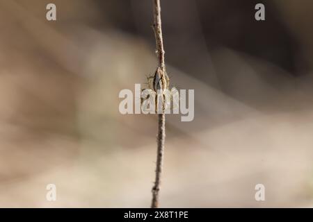 Lynx Spinnenoxyope springen entlang der Unkrautstäbchen an den Rändern des landwirtschaftlichen Feldes, Alcoy, Spanien Stockfoto