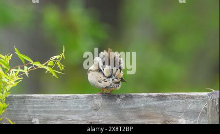 Trauertaube - Zenaida macroura - thront und spreizt ihre Schwanzfedern auf hölzernem Zaunbrett, grüner, verschwommener Baumhintergrund, Blick von hinten Stockfoto