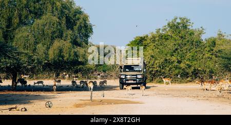 Sir Bani Yas, VAE - 5. Januar 2024: Arabische Gazellen grasen in der Nähe eines Safarifahrzeugs, was den Erfolg des Schutzes unterstreicht. Stockfoto