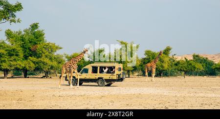 Sir Bani Yas, VAE - 5. Januar 2024: Touristen beobachten in einem Safari-Fahrzeug Giraffen, die frei im Naturschutzgebiet der Insel Sir Bani Yas herumlaufen. Stockfoto