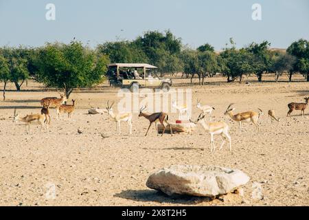 Sir Bani Yas, VAE - 5. Januar 2024: Gazellen weiden friedlich im Wüstenschutzgebiet von Sir Bani Yas Island, ein Beweis für den Erfolg der Erhaltung. Stockfoto