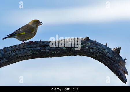 Finnland, Kaamanen, Carduelis chloris, Greenfinch Stockfoto