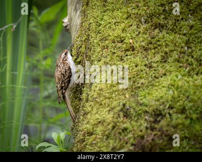 Der britische Treecreeper Certhia familiaris steht auf einem moosigen Baumstamm Stockfoto