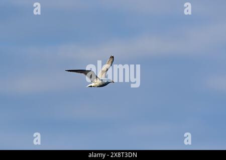 Norvegia, Varanger, Kongsfjord, Larus argentatus, Heringsmöwe Stockfoto