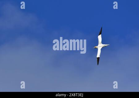 Norwegen, Varanger, Makkaurhalvoya Naturreservat, Sula bassana, Gannet Stockfoto