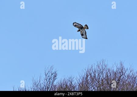 Norwegen, Varanger, Buteo lagopus, raubeiniger Falke Stockfoto