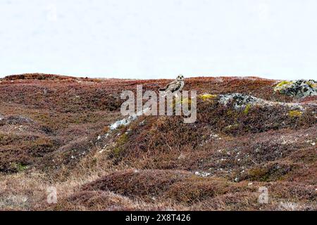 Norwegen, Varanger, Asio Flammeus, Kurzohr-Eulen Stockfoto