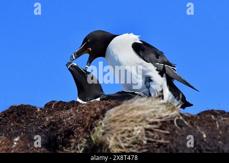 Norwegen, Hornoia, Razorbill Stockfoto