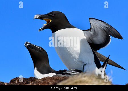 Norwegen, Hornoia, Razorbill Stockfoto