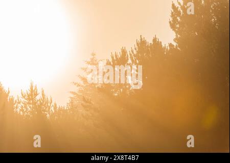 Die Sonne blickt durch die dichten Wälder in der Ferne und strahlt ein warmes Licht auf die Umgebung. Stockfoto
