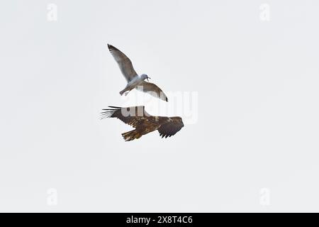 Norwegen, Hornoia, Haliaeetus albicilla, Weißschwanzadler: Rissa tridactyla, Schwarzbeiner Kittiwake Stockfoto