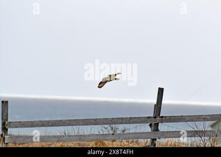 Norwegen, Varanger, Asio Flammeus, Kurzohr-Eulen Stockfoto