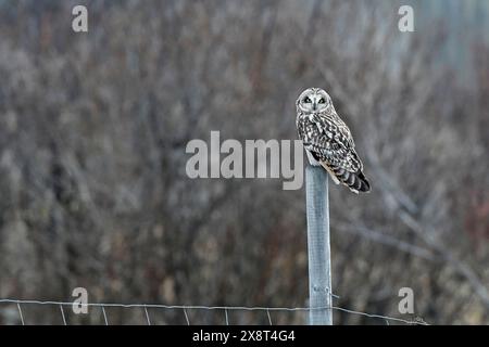 Norwegen, Varanger, Asio Flammeus, Kurzohr-Eulen Stockfoto