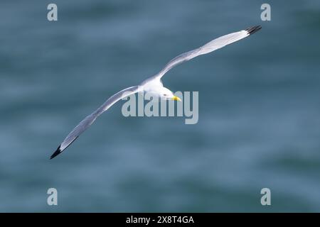 Katzenspaß im Flug über einem wunderschönen blauen Meer Hintergrund gefangen in einer ungewöhnlichen Pose Stockfoto