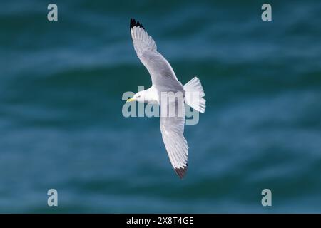 Katzenspaß im Flug über einem wunderschönen blauen Meer Hintergrund gefangen in einer ungewöhnlichen Pose Stockfoto