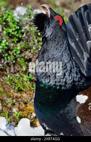 Finnland, Tetrao urogallus, Auerhahn Stockfoto