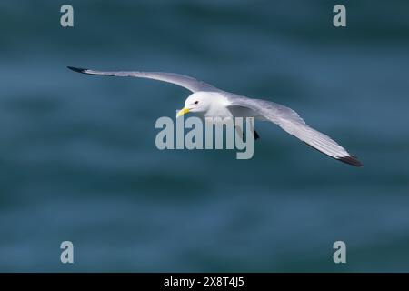 Katzenspaß gleitet über ein wunderschönes blaues Meer Stockfoto