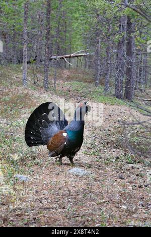 Finnland, Tetrao urogallus, Auerhahn Stockfoto